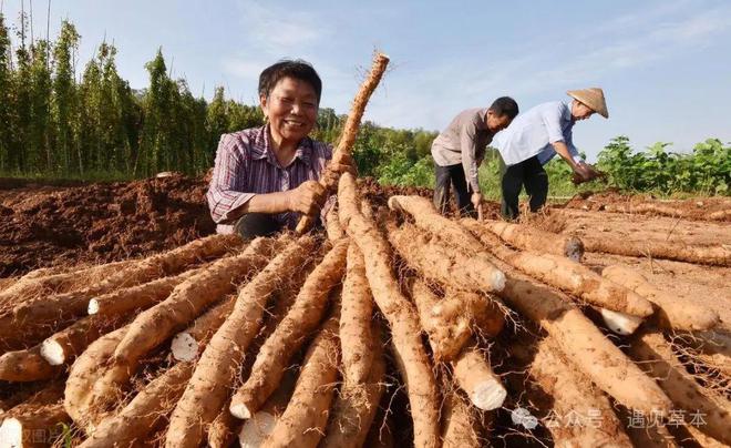 农作物都是国外引进来的老祖宗的严选麻将胡了试玩很多人想不到这从十大(图6)
