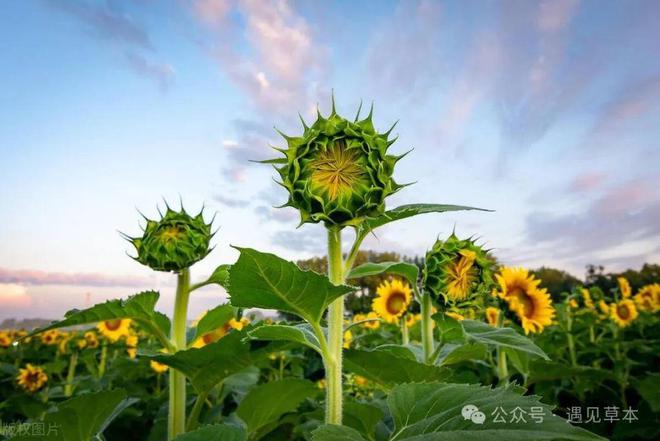 农作物都是国外引进来的老祖宗的严选麻将胡了试玩很多人想不到这从十大(图3)
